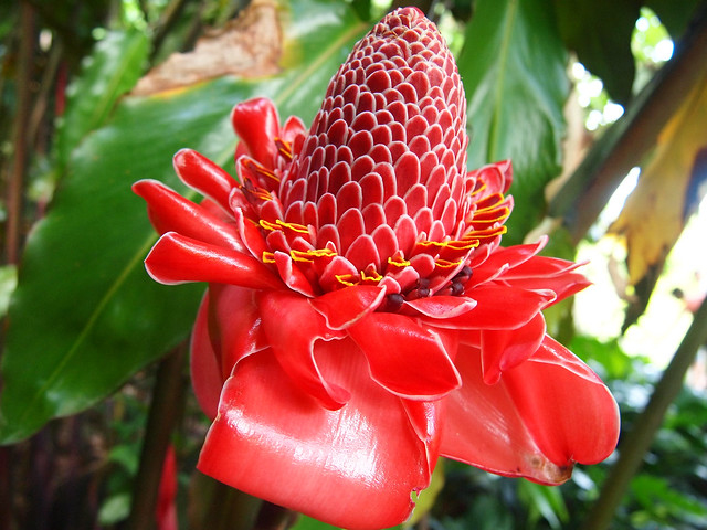 Flower in Tahiti