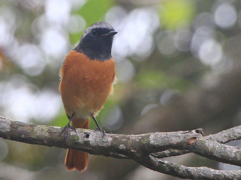 IMG_1507 黃尾鴝 公鳥 Daurian Redstart