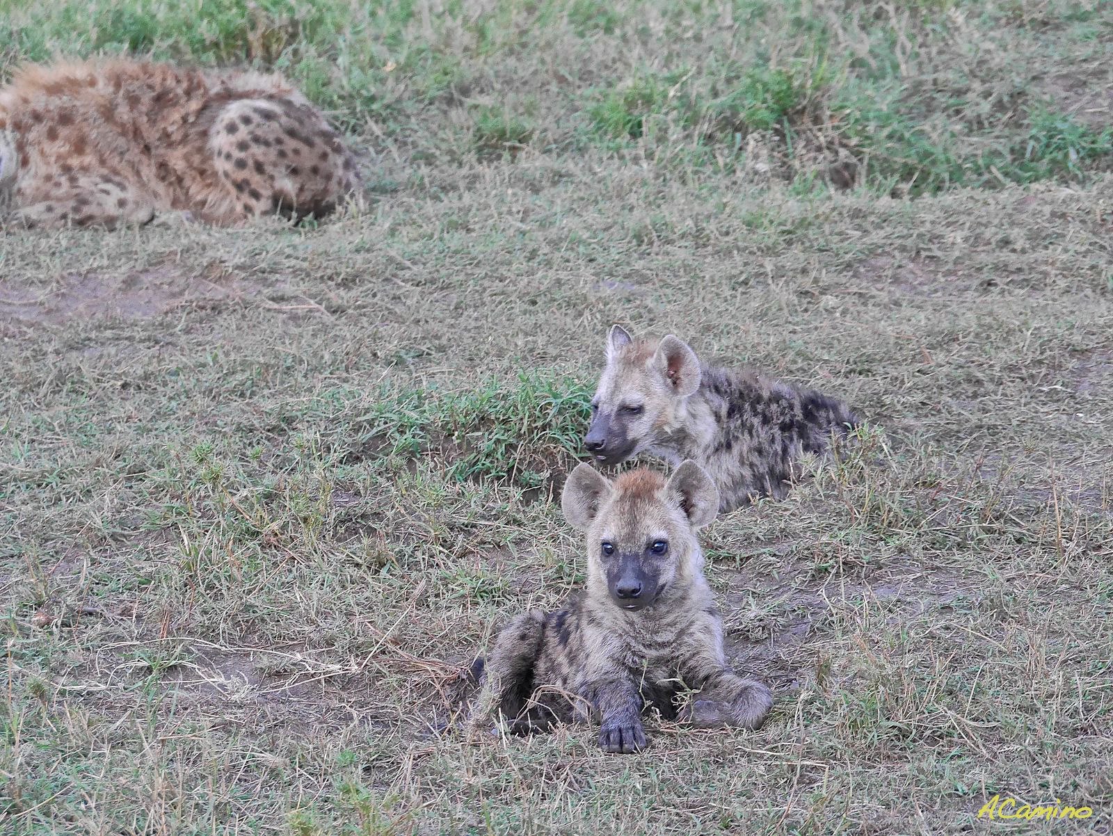 12 días de Safari en Kenia: Jambo bwana - Blogs de Kenia - El parto de una gacela en un Masai Mara, lleno de búfalos, leones, guepardos... (51)