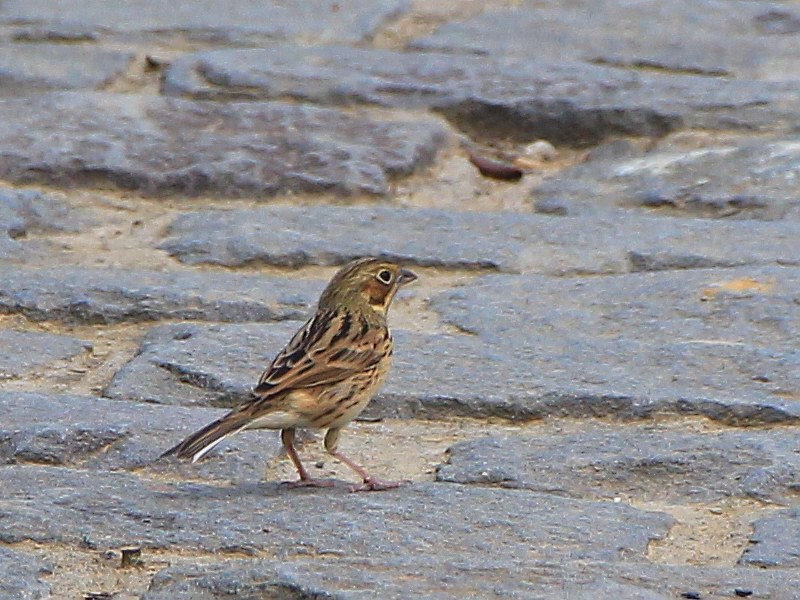IMG_1453 小鵐或赤胸鵐 Little Bunting or Chestnut-eared Bunting