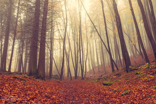 wood autumn trees fall fog colorful nebel herbst trail colored mystical colourful holz wald bäume baum bunt weg mystisch wanderweg nebulous