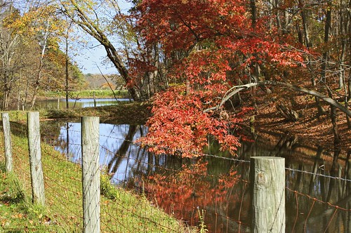 Pond Tree: East