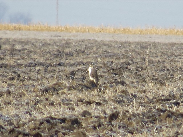 Prairie Falcon in the Magic Stump Area in Coles County, IL 02