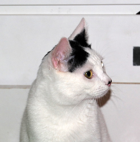 Carlo, gatito blanco con toque negro tímido y muy bueno esterilizado, nacido en Junio´14, en adopción. Valencia. ADOPTADO. 16044522558_249d34d904