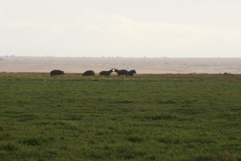 AMBOSELI II - MEMORIAS DE KENIA 14 días de Safari (14)