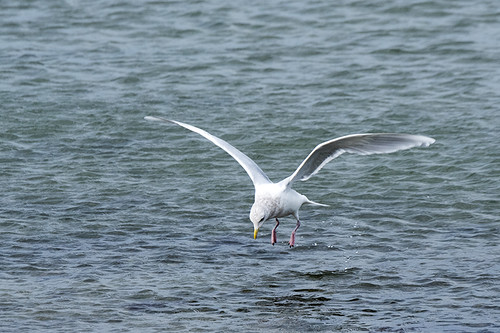 Montauk: Iceland Gull Taking Off