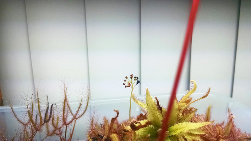 Drosera adelae flower stalk