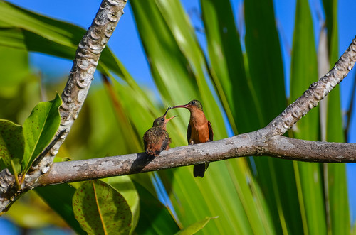 Cinnamon Hummingbird Feeding a Juvenile