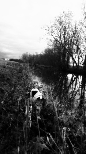 christmas morning blackandwhite dog pets nature contrast creek buddy crisp watersedge mygirl earlybird ohsocold