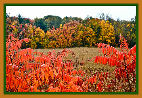 autumn trees colour corn pasture dsc3325