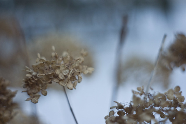 Winter Hydrangea