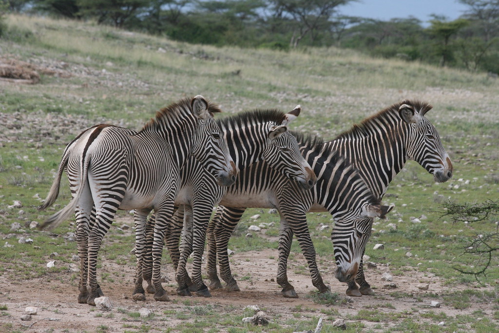 MEMORIAS DE KENIA 14 días de Safari - Blogs de Kenia - SAMBURU II (3)