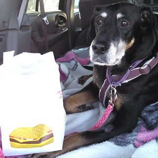 Lola loved her double cheeseburger! #dogstagram #dobermanmix #dobiemix #seniordog #ilovemydogs #ilovemyseniordog #CancerSucks #Osteosarcoma #McDonalds