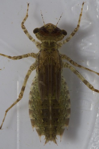 nymphs odonata libellulidae anisoptera