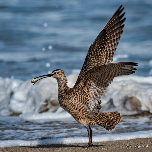 ocean california bird beach water sand nikon ngc d750 avian sandcrab whimbrel 14extender montereypeninsula 850mm salinasrivernwr