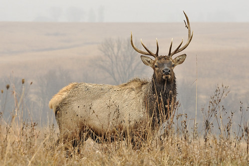 dof bokeh wildlife iowa depthoffield prairie elk antler oaksavanna nealsmithnationalwildliferefuge
