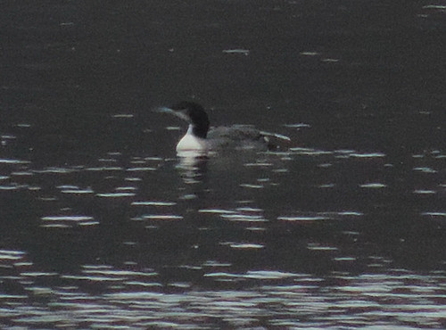 The East Fork Pacific Loon?