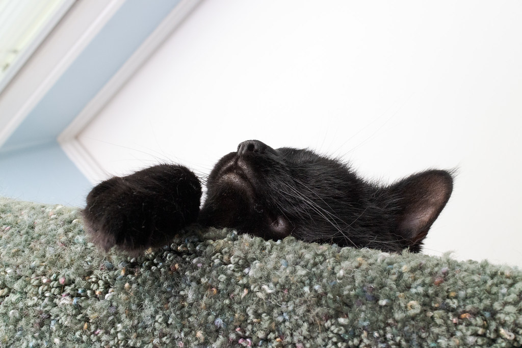 A view from below of our black cat Emma sleeping at the top of the cat tree