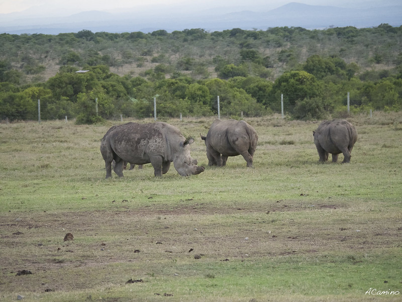 Parque de Sweetwaters: cara a cara con el Rinoceronte Negro - 12 días de Safari en Kenia: Jambo bwana (33)