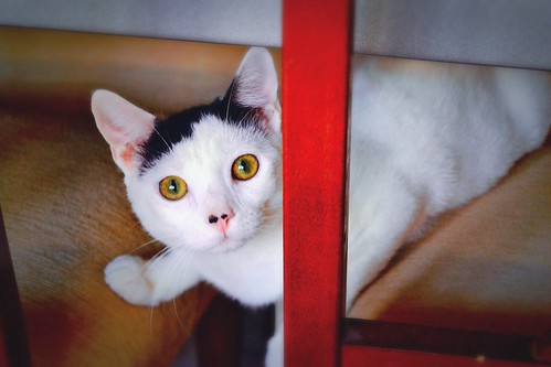 Carlo, gatito blanco con toque negro tímido y muy bueno esterilizado, nacido en Junio´14, en adopción. Valencia. ADOPTADO. 15785380967_7b5bffaf6e