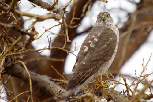 bird rain birds hawk prey predator borger texaspanhandle borgertexas hawkeating borgertx