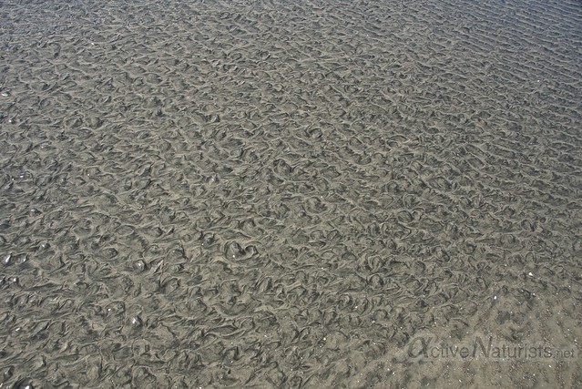 sand 0001 Blacks Beach, California, USA