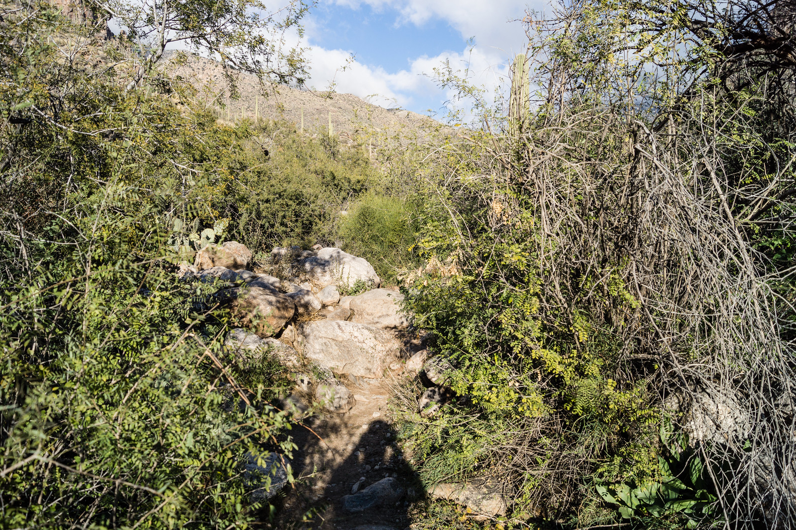 1501 Later in the day on the Pima Canyon Trail with the snow melted