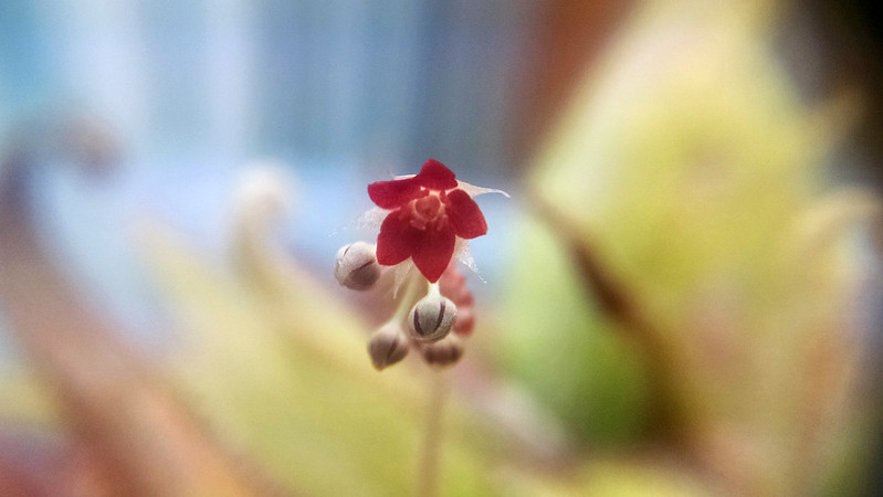 Drosera adelae flower.