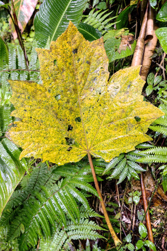 Planetree Maple Leaf