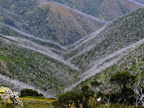 summer mountains alps forest landscape australia victoria alpine wildflowers mounthotham snowgums greatdividingrange northeastvictoria 20150115n