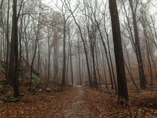 trees ny newyork fog forest woods path trail westchestercounty iphone southsalem lewisboro leonlevypreserve