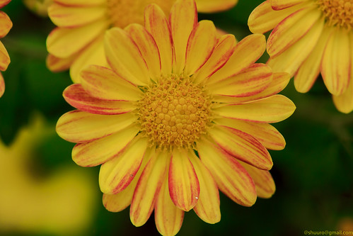 flower yellow bokeh