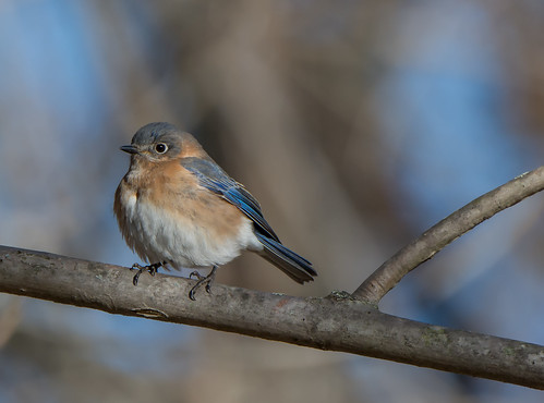 bird bluebird thrush easternbluebird sialiasialis