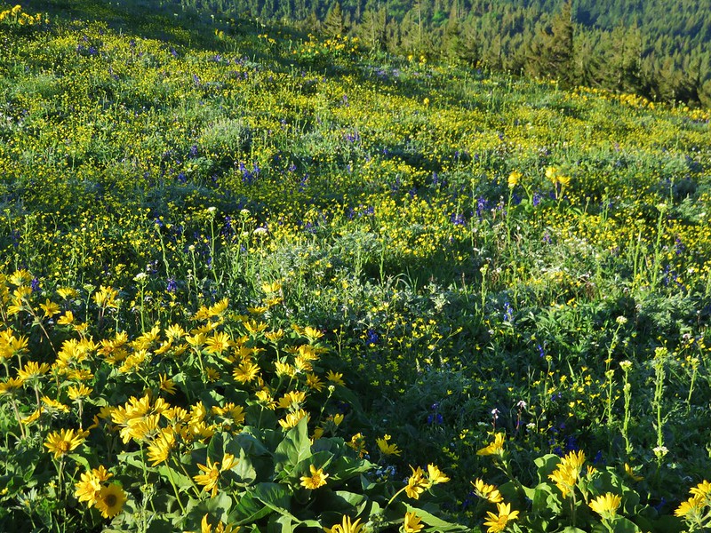 Upper meadow on Dog Mountain