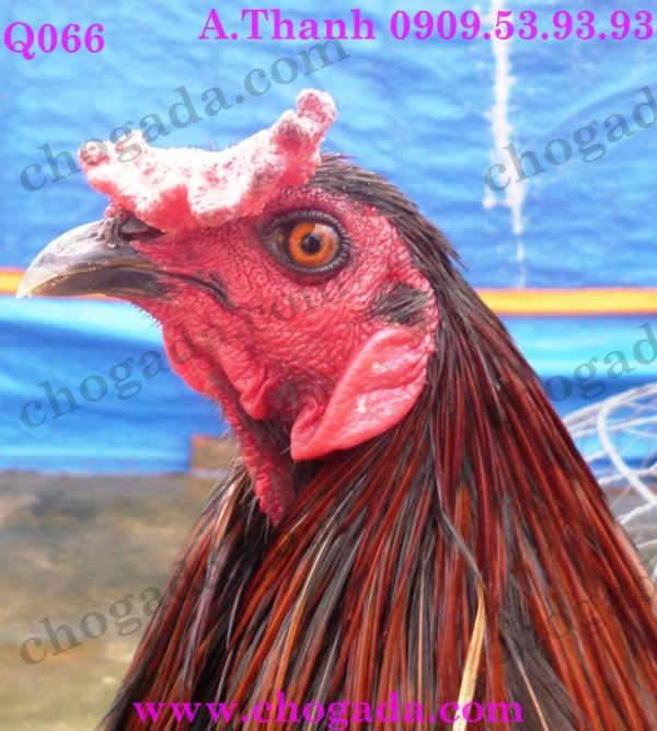 Bán gà nòi, gà tre đá tết 2015 - giá cạnh tranh 15330271353_540e39c97f_o