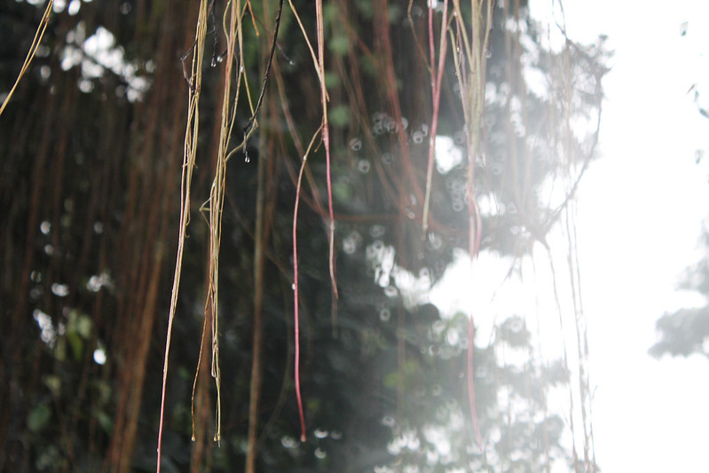 Roots and raindrops (on my lens)