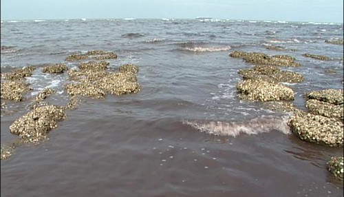 537桃園紅海污染事件