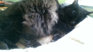 Huggy Bear loves the cat bed