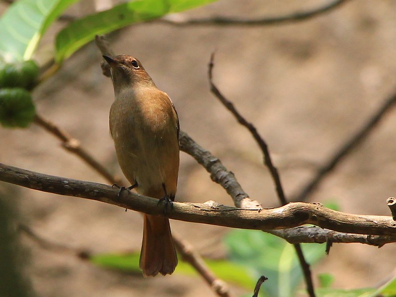 IMG_9546 黃尾鴝 母鳥 Daurian Redstart