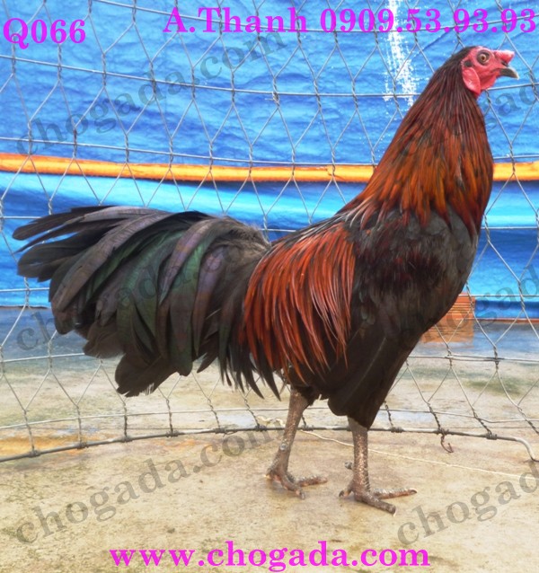Bán gà nòi, gà tre đá tết 2015 - giá cạnh tranh 15764166177_49c3b6efbe_o