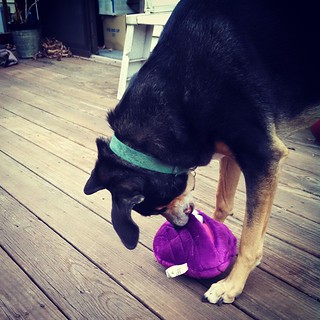 Stay tuned to the blog for our #GoDog clam #dogtoy #review - spoiler alert, he's a hit with the Lapdogs! #dogstagram #coonhoundmix #rescued #adoptdontshop #ilovemyseniordog #seniordog #ilovemydogs