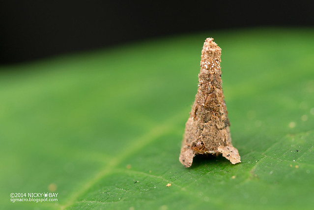 Bathworm moth larva (Psychidae) - DSC_0148