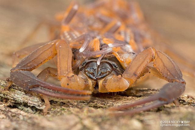 Scorpion (Lychas scutilus) - DSC_3448
