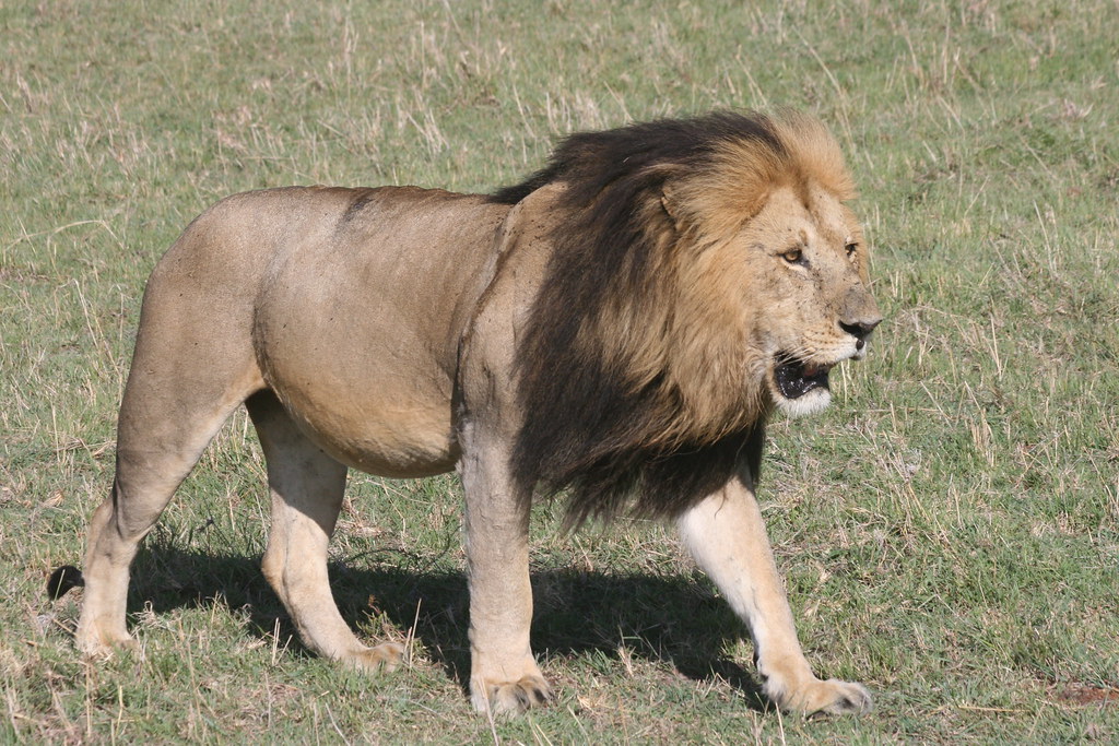 MASAI MARA IV - MEMORIAS DE KENIA 14 días de Safari (10)