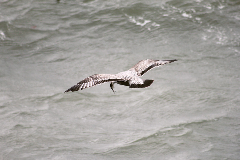 Lake Erie Birds
