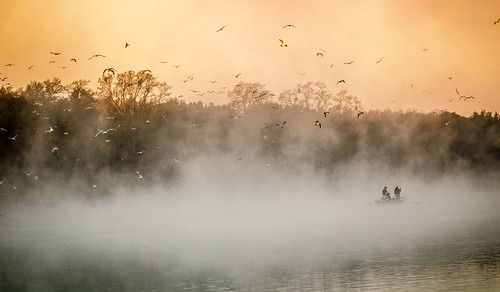 morning birds misty fog sunrise river fishing fishermen nimbus gulls sacramento americanriver