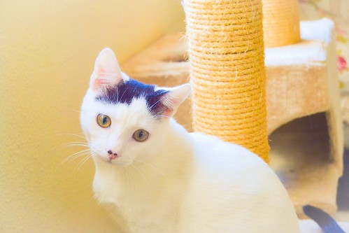 Carlo, gatito blanco con toque negro tímido y muy bueno esterilizado, nacido en Junio´14, en adopción. Valencia. ADOPTADO. 15746317838_c283008f13