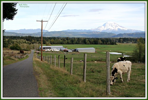 ranch barn rural canon cows farm country wa washingtonstate mtrainier graham grazing countryroad calves