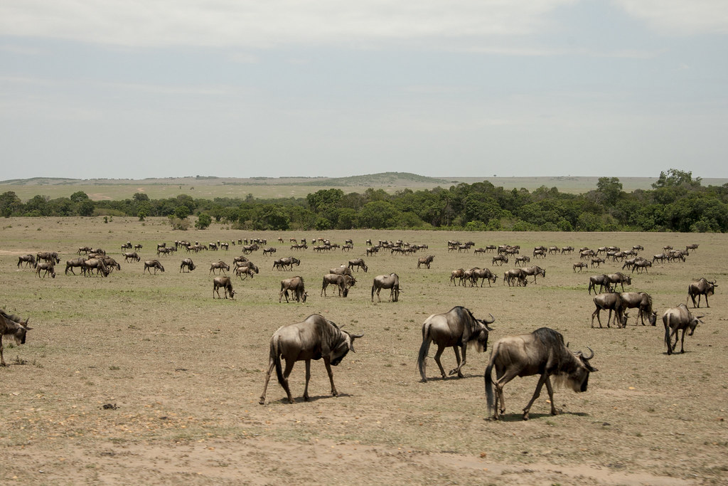 MASAI MARA I - MEMORIAS DE KENIA 14 días de Safari (1)