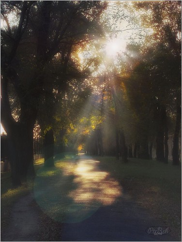 street city autumn trees landscape evening europe ukraine artphotography zaporozhye